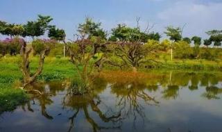 增城鹤之洲湿地公园